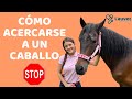 CÓMO ACERCARSE A UN CABALLO POR PRIMERA VEZ - Lauvet