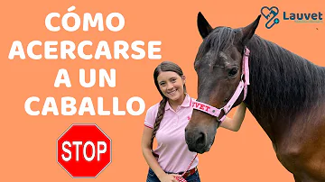 ¿Qué hacer si se te acerca un caballo?