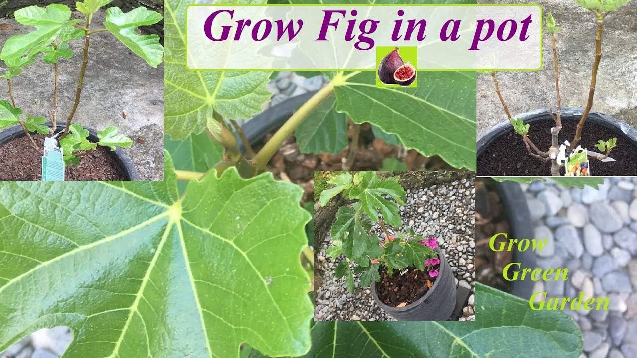 How to Grow fig in a pot/container - YouTube
