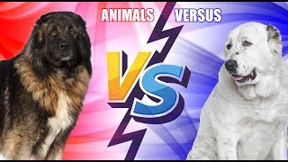 Кавказская овчарка против Алабая | ANIMALS VERSUS | ЭПИЧНОЕ ПРОТВОСТОЯНИЕ! КТО ЖЕ ОКАЖЕТСЯ СИЛЬНЕЙ Кавказская овчарка против Алабая | ANIMALS VERSUS | ЭПИЧНОЕ ПРОТВОСТОЯНИЕ! КТО ЖЕ ОКАЖЕТСЯ СИЛЬНЕЙ