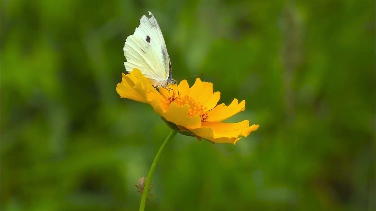 Лекция 1. Сила мысли в деловой и повседневной жизни - Йог Рамачарака ...