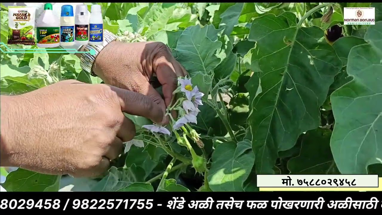 वांगे पिकाला 3 महिने झाले -अजून अळीचा अटॅक नाही, कसलाही रोग नाही, नॉर्मन बोरलॉग शेड्युल - 9822571755