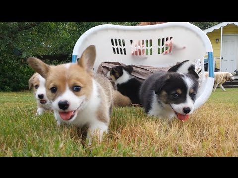 baby welsh corgi