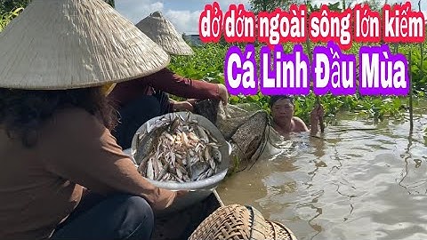 Cá Linh Đầu Mùa,Nhúng Giấm Với Bông Điên Điển Vào Mùa Nước Nổi/MTQEM-AG Tập 474