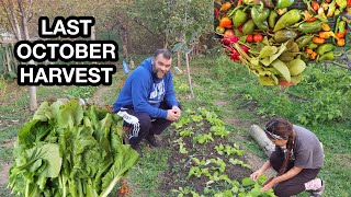 LAST OCTOBER HARVEST/GHOST PEPPERS MUSTARD GREENS SALADS HERBS/AMAZING ORGANIC HARVEST