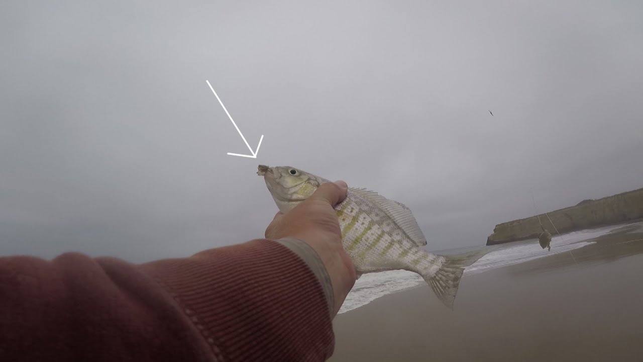 Surf Fishing Davenport, CA YouTube