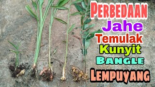 PERBEDAAN TANAMAN HERBAL