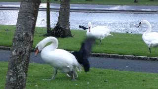 crow pestering swans