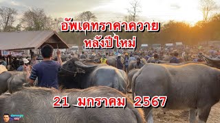 อัพเดทราคาควาย หลังปีใหม่ 21 มกราคม 2567