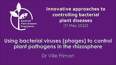 Using bacterial viruses (phages) to control plant pathogens in the rhizosphere | Ville Friman