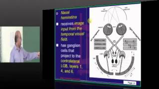 Anatomy Lec 28 Topic 21 Visual system