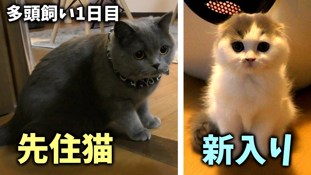 多頭飼い1日目 はじめてのご対面 Youtube