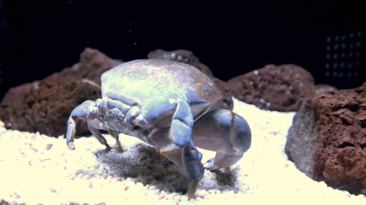 食べられない猛毒蟹 スベスベマンジュウガニの生態と気になる由来を解説 暮らし の