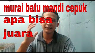 mengulas murai batu mandi dicepuk