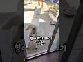 박치기 1초전(진돗개만복)#funny #cutedog