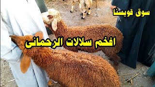 اسعار الخرفان اللحم والطلوقة والاغنام الوالد من داخل سوق_قويسنا