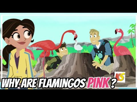 Wild kratts - Mystery of the Flamingo's Pink | full episode in HD  English | krattsseries