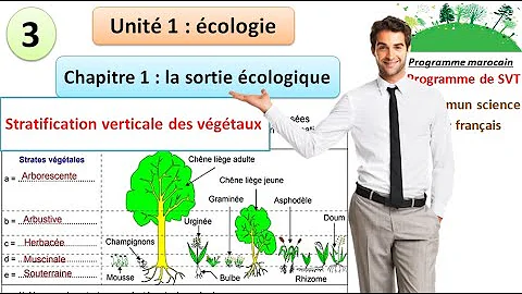 Quel est le principe sur lequel on se passe pour réaliser une stratification verticale des végétaux ?