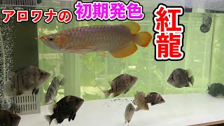 紅龍飼育〜半年〜これは発色ですか？　スーパーメタリカ　飼育記録No.27 ダトニオと混泳