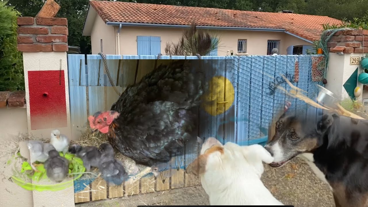 INCROYABLE ! ÉCLOSION DE POUSSINS 🐣 ! La POULE HARCOT AGRESSIVE EST LA MAMAN !!!