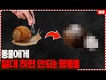 의외로 사람들이 잘 모르는, 동물에게 절대 해서는 안 되는 행동 TOP5