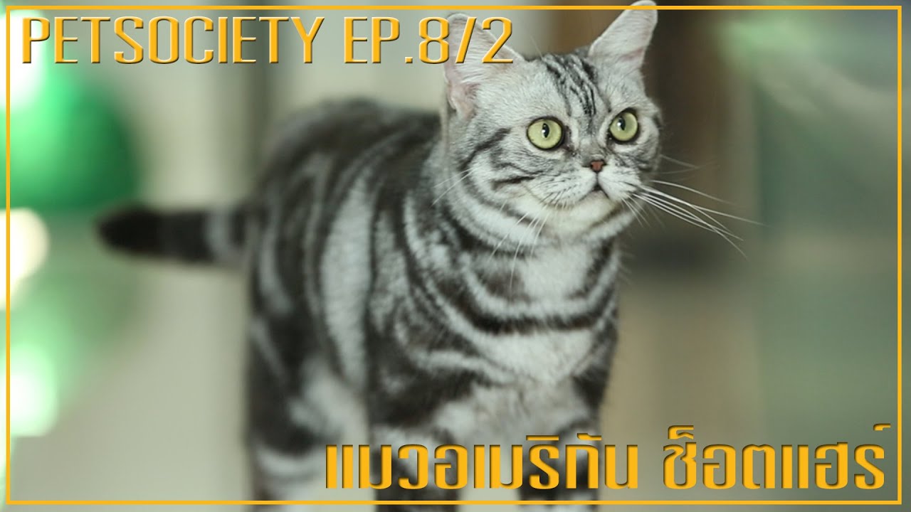 Petsociety ตอน แมวอเมริกัน ช็อตแฮร์ EP 8/2