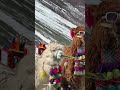 Llamas #funnyanimals #pets #llama #alpaca