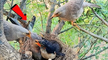 Wild babbler feeding one of its baby and a baby cuckoo is present in its nest @beautyofnature4988 