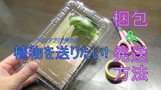 Mayo抜き苗メルカリ便発送 メルカリで売れた植物の梱包方法・発送方法を解説！ - お役立ち