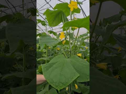 Видео: Espalier Fruit Tree: пошаговые инструкции по шпалере