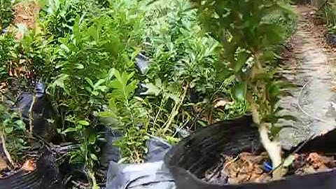 cây hoàng dương ( BUXUS VIỆT NAM)