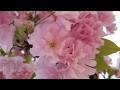 Цветение сакуры. Трускавец. Трускавець. Cherry blossoms. Sakura. Truskavets.