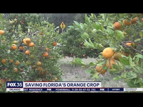 Video: Florida Arrowroot informacija: išmokite auginti Zamia Coontie augalus