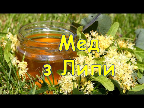 Мед з Липи, Липовий мед, як Зробити Мед, Рецепт Меду з Липи, штучний мед рецепт,як роблять Мед