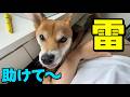 【助けて〜】雷怯える愛犬を救いたい