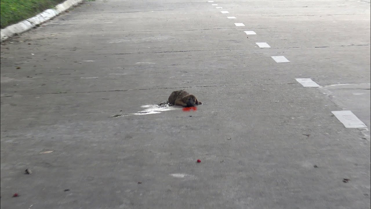 Poor 4 week old dog is living his last moments on the street