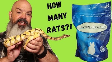 How Many Rats Will You Feed Your Snake Over Time