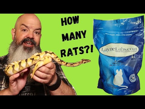 How Many Rats Will You Feed Your Snake Over Time