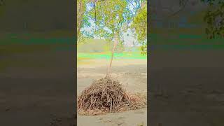 #bhojpuri #dance #song #bhojpurisong #lyrics #beat #lyrics