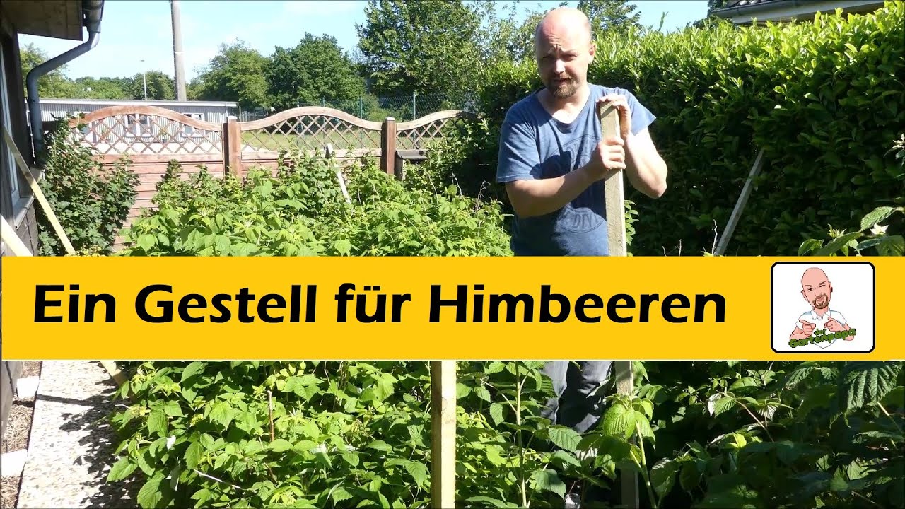 Die perfekte Himbeere für den Balkon - Naschobst für Kinder