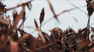 The Hooray Life // Chapter 13 / Milo Mallard Hunt