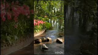 🌹 #asthetic #beautiful #nature #video