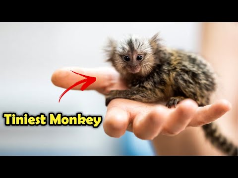 Video: Pygmy marmoset - ամենափոքր պրիմատը