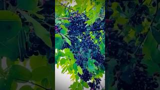 Jamun I Aadiwasi Studio I Aadiwasi culture l #aadiwasisong