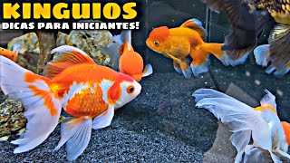 KINGUIOS PARA INICIANTES  DICAS BÁSICAS