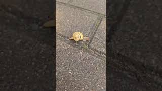 #улитка #весна #природа #милашка #snail #spring #nature #cutie