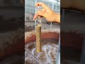 Oddly Satisfying Wastewater Purification Process 🧪✨#shorts #shortvideo #viralvideo#watertreatment