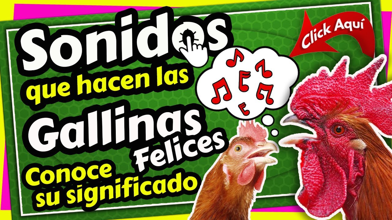 Cómo se COMUNICAN las GALLINAS? 🐔 Conoce el lenguaje de las gallinas, gallos y pollitos en el 2023