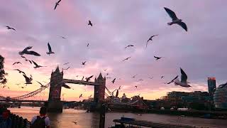 London Tower Bridge - Feeding the Beasts