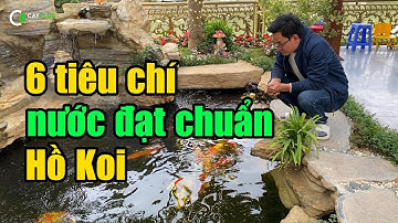 6 tiêu chí nước đạt chuẩn trong hồ cá Koi bạn nhất định phải biết!